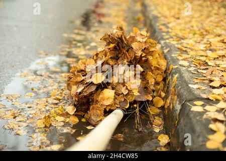 Viele Blätter auf einer Schaufel. Reinigung nasser Blätter im Herbst. Der Hausmeister putzt die Straße. Wiederherstellung der Ordnung im Hof. Stockfoto