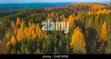 Lärchenwald im Herbst. Luftaufnahme Von Oben Nach Unten Stockfoto