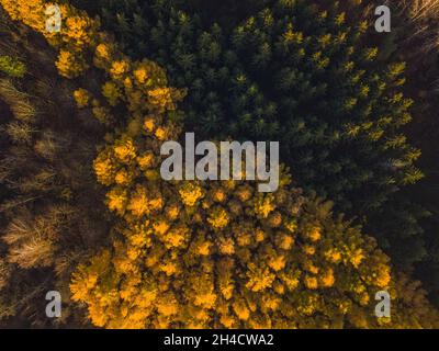 Lärchenwald im Herbst. Luftaufnahme Von Oben Nach Unten Stockfoto