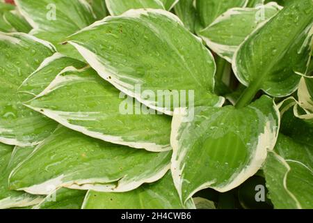 Regentropfen auf die Blätter von Hosta Stockfoto