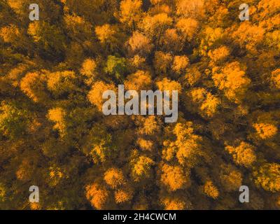 Lärchenwald im Herbst. Luftaufnahme Von Oben Nach Unten Stockfoto