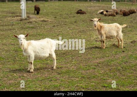 Zwei weiße Ziegen. Tiere auf dem Bauernhof. Ziege auf dem grünen Rasen. Stockfoto