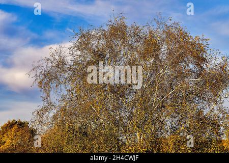 Crown of birch tree with yellow leaves Stockfoto