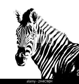 Porträt mit einem jungen Zebra in Schwarz-Weiß Stockfoto