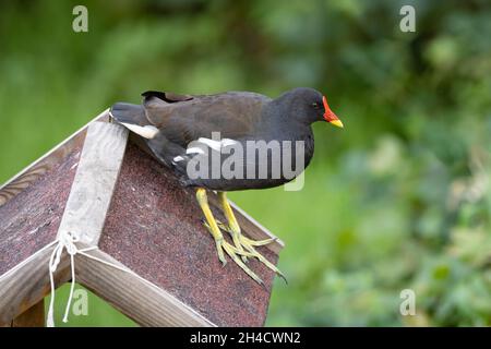 Auf dem Dach eines Gartenvogelfutterhäuschen befindet sich ein gewöhnlicher Moorhuhn, ein Wasserhuhn oder ein Sumpfhuhn (Gallinula chloropus) Stockfoto