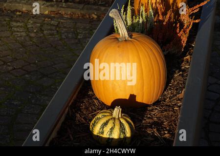 Dekorative Kürbisse in einem großen Blumentopf unter Herbstsonne, Ludwigswinkel, Fischbach, Rheinland-Pfalz, Deutschland Stockfoto