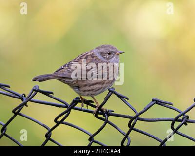 Ein erwachsener Dunnock (Prunella modularis), der auf einem Wired-Zaun sitzt Stockfoto