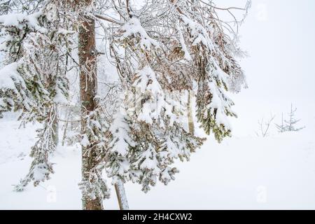 Verschneite Zweige auf einer Kiefer Stockfoto
