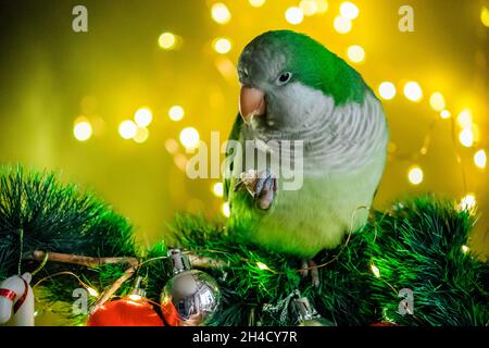 Ein flauschiger Papagei sitzt vor dem Hintergrund von Blendung und Lichtern an Silvester. Stockfoto