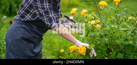 Eine Frau ist im Garten- und Landbau tätig, eine Gärtnerin in einem Strohhut, Stockfoto