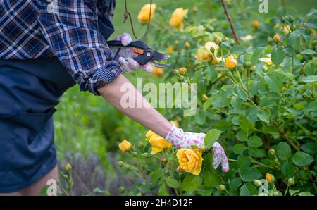 Ein Gärtner schneidet einen Zweig einer gelben Rose. Stockfoto