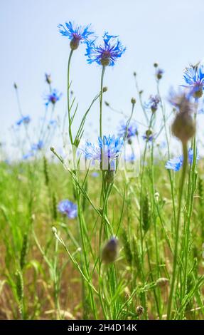 Nahaufnahme von Kornblumen auf einem Erntefeld, selektiver Fokus. Stockfoto