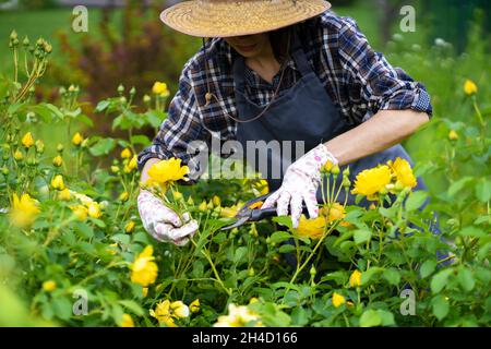 Eine Frau ist im Garten- und Landbau tätig, eine Gärtnerin in einem Strohhut, Stockfoto