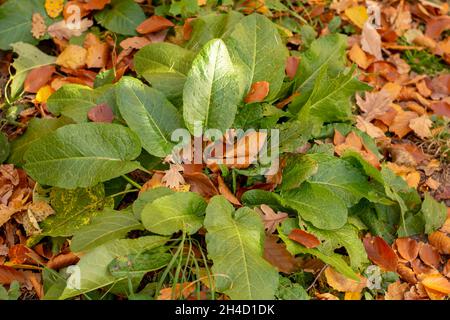 Bitter Dock (Rumex obtusifolius) grüne Blätter im Herbst. Nahaufnahme. Details. Stockfoto