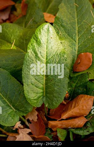 Bitter Dock (Rumex obtusifolius) grüne Blätter im Herbst. Nahaufnahme. Details. Stockfoto