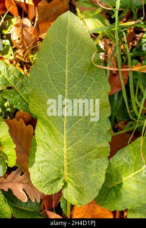 Bitter Dock (Rumex obtusifolius) grüne Blätter im Herbst. Nahaufnahme. Details. Stockfoto