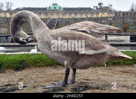 Potsdam, Deutschland. November 2021. Ein Schwan, der sich im Erdgeschoss vor dem Palast von Sanssouci ausbeutet. Quelle: Bernd Settnik/dpa/ZB/dpa/Alamy Live News Stockfoto