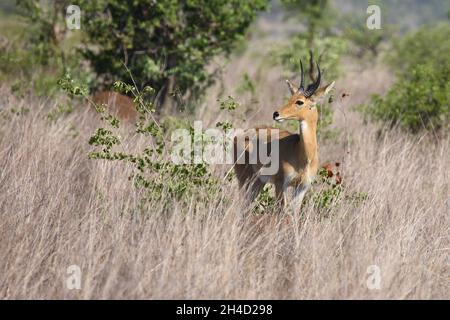 Großriedbock / südlicher Raufuck oder gewöhnlicher Raufuck / Redunca arundinum Stockfoto