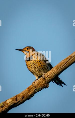 Ich fotografierte diesen männlichen Northern Flicker in einem Naturschutzgebiet in der Nähe meines Hauses im ländlichen Door County WI. Stockfoto