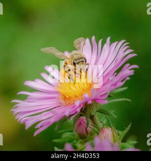 Ich fotografierte diese Honigbiene auf der New England Aster in einem Naturschutzgebiet in der Nähe von Sturgeon Bay Wisconsin. Stockfoto