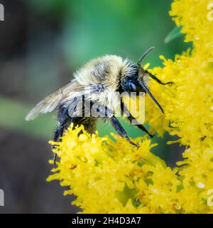 Ich fotografierte diese Honigbiene auf einer Goldrute in einem Naturschutzgebiet in der Nähe von Sturgeon Bay Wisconsin. Stockfoto