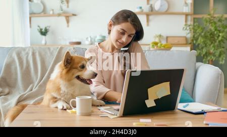 Eine hübsche Frau, die mit Einem Laptop arbeitet und Geschäftsgespräche am Telefon führt, sitzt auf einer Couch. In der Nähe liegen auf der Couch ein netter Hund. Stockfoto