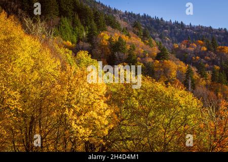 Farben des Herbstes Stockfoto