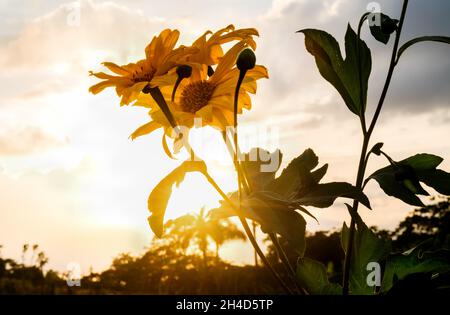 Nahaufnahme von Blüten von gelben Blumen vor dem Sonnenuntergang Licht. Stockfoto