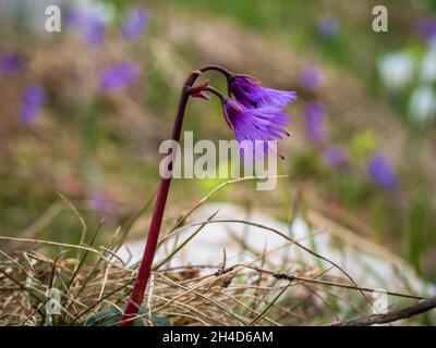 Italienische Alpen Wilde Blumen in hoher Höhe Stockfoto