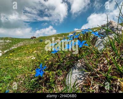 Italienische Alpen Wilde Blumen in hoher Höhe Stockfoto