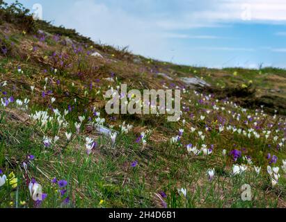 Italienische Alpen Wilde Blumen in hoher Höhe Stockfoto