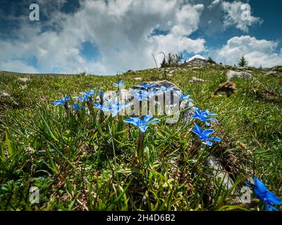 Italienische Alpen Wildblumenlandschaft Stockfoto