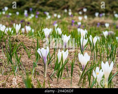 Italienische Alpen Wilde Blumen in hoher Höhe Stockfoto