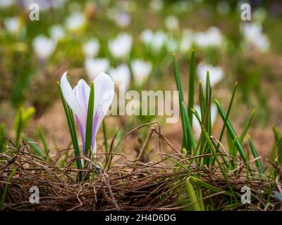 Italienische Alpen Wilde Blumen in hoher Höhe Stockfoto