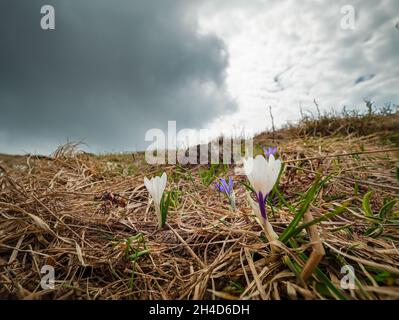 Italienische Alpen Wilde Blumen in hoher Höhe Stockfoto