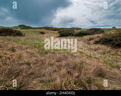 Italienische Alpen Wilde Blumen in hoher Höhe Stockfoto