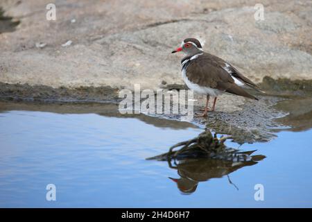 Dreibandregenpfeifer/Drei-banded Plover oder drei Bändern sandplover/Charadrius tricollaris Stockfoto