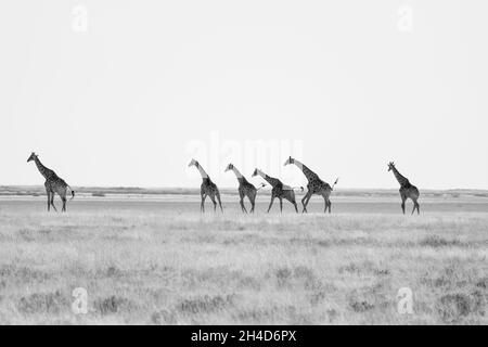 Giraffen (Giraffa camelopardalis) wandern in der Wüste. Etosha Nationalpark, Namibia, Afrika Stockfoto