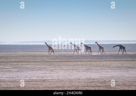 5 Giraffen (Giraffa camelopardalis) wandern in der Wüste. Etosha Nationalpark, Namibia, Afrika Stockfoto