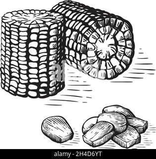Handgezeichneter Satz Maisgemüse im Skizzenstil. Corncob mit Blättern. Vektorgrafik für organische Getreide. Stock Vektor