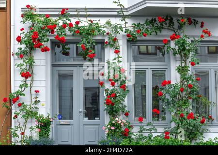 Altbau, Kletterrose, Poststraße, Ostertor, Bremen, Deutschland Stockfoto