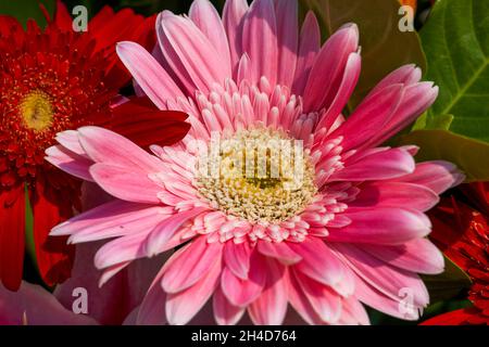Nahaufnahme von bunten Chrysanthemen im festlichen Blumenkorb Stockfoto