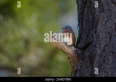 Ein männlicher östlicher Bluebird (Sialis sialis), der auf einem kurzen Zweig am Stamm eines Baumes in St. Augustine, Florida, thront. Stockfoto