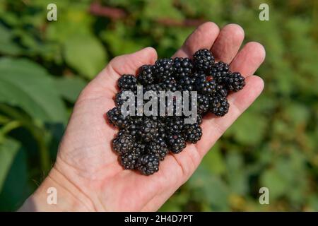 Wilde Brombeeren (Rubus fruticosus) Stockfoto