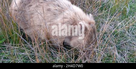 Blonde Wombat, Golden Wombat, blonde Wombat mit einem Futter, in einem flohen Stockfoto