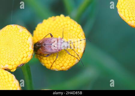 Nahaufnahme eines europäischen angeschwollen Pflanzenwanzes, Lygus rugulipennis Stockfoto