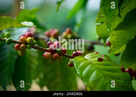 Nahaufnahme Zweigstelle von Arabicas Coffee Tree auf Coffee Tree in der Provinz Chiang Mai Nordthailand, Kaffeebohne Single Origin Words Class Spezialität. Stockfoto