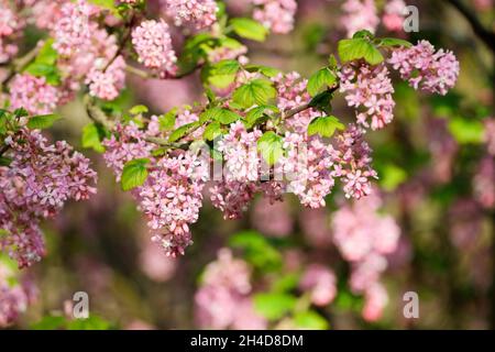 Blutcurrant 'Claremont', Ribes sanguineum 'Claremont', Rosa blühende Johannisbeere 'Claremont', Wintercurrant 'Claremont', Ribes glutinosum 'Claremont' Stockfoto