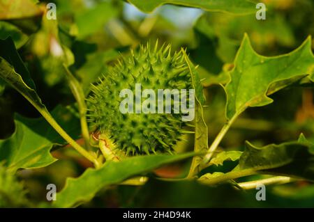 Unreife Frucht des Dornapfels Stockfoto