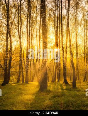 Sonnenaufgang in der Nähe eines Teiches mit Birken am Ufer und Nebel über dem Wasser an einem Frühlings- oder Frühsommermorgen. Sonnenstrahlen brechen durch Birken. Stockfoto